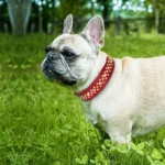 Bouledogue français fauve avec collier rouge, heureux dans un jardin verdoyant.