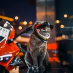 Chat gris amusant avec casque sur une moto rouge, une scène pleine daventure.