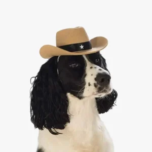 Chien spaniel amusant avec chapeau de cowboy noir et blanc, charmant et expressif.