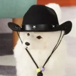 Chien fluffy mignon avec chapeau de cowboy et collier coloré, prêt pour laventure.