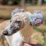 Chien italien Greyhound adorable avec chapeau coloré et pompons dans un parc ensoleillé.