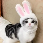 Chat adorable dans un chapeau de lapin avec oreilles moelleuses, charmant et amusant.