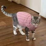 Chat gris curieux en pull rose dans un intérieur confortable et chaleureux.