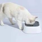 Chat blanc curieux interagissant avec un bol moderne pour animaux.