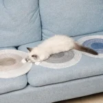 Chat blanc détendu sur un canapé bleu avec des sous-plats ronds colorés.