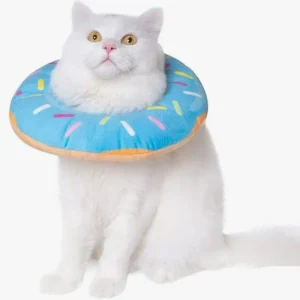 Chat blanc curieux avec collier donut bleu, adorable et amusant.