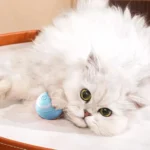 Chat blanc fluffy se repose paisiblement avec un jouet bleu et des yeux verts.