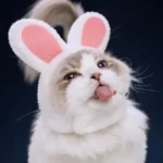 Chat blanc mignon avec oreilles de lapin, exprimant joie et espièglerie.