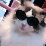 Chat blanc avec lunettes noires, charme et personnalité dans un environnement flou.