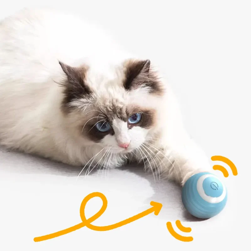 Un chat Ragdoll blanc joue avec un jouet interactif bleu, curieux et amusant.