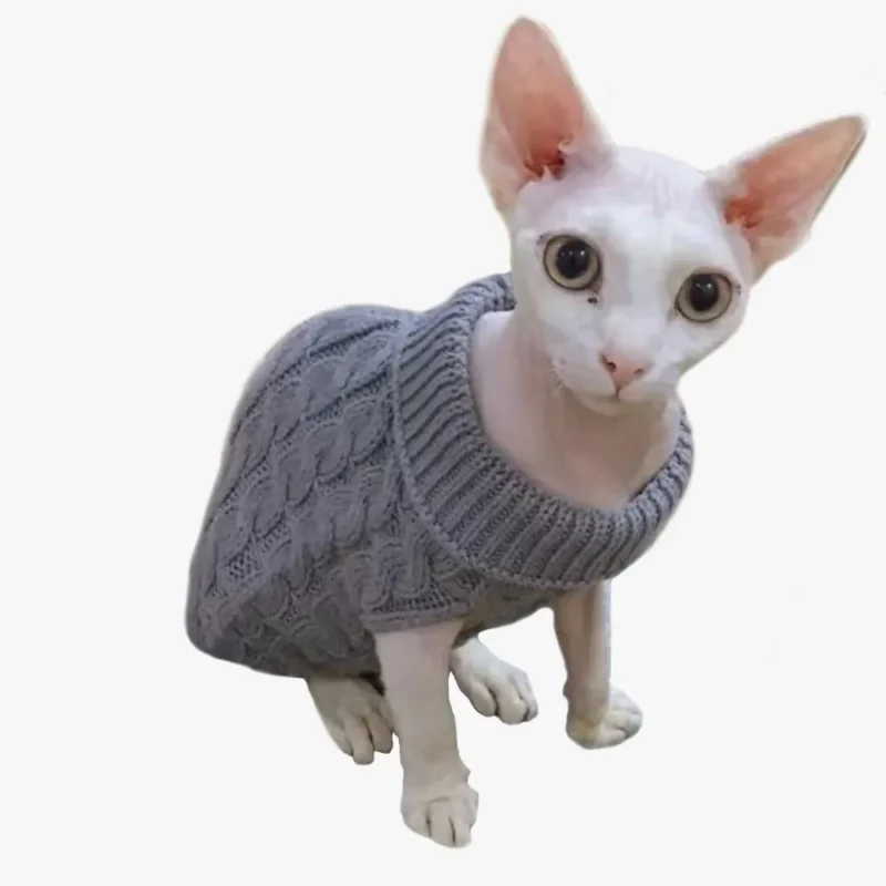 Chat blanc adorable en pull gris, regard curieux et attendrissant dans un décor simple.