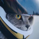 Un chat curieux en casque rouge, prêt pour laventure avec ses yeux jaunes pétillants.