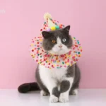 Chat adorable en fête avec chapeau coloré et collier joyeux sur fond rose.