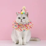 Chat mignon en fête avec collier coloré et chapeau, sur fond rose joyeux.