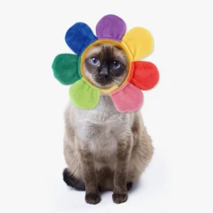 Chat mignon en costume de fleur coloré avec des yeux bleus brillants.