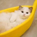 Chat moelleux se détend dans un lit en forme de bateau jaune.