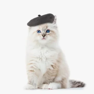 Chat fluffy avec un béret noir et des yeux bleus captivants sur fond blanc.