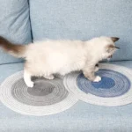 Chat fluffy curieux sur canapé bleu avec des sous-verres colorés en 2023.