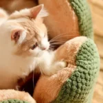 Chat fluffy se reposant dans un lit confortable, illuminé par une douce lumière naturelle.