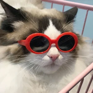 Chat fluffy avec lunettes de soleil rouges dans un panier rose, détendu et amusé.