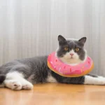 Chat gris avec collier donut coloré se relaxant sur un sol en bois.