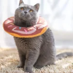 Chat gris avec collier donut mignon, assis sur un tapis doux et accueillant.