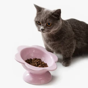 Chat gris curieux devant un bol rose avec des croquettes appétissantes.