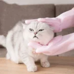 Un chat gris fluffy se fait coiffer, illustrant la tendresse entre lanimal et son propriétaire.