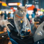 Un chat gris détendu sur une moto, symbole daventure urbaine et de style.