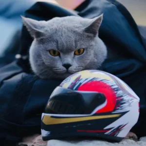 Chat gris aux yeux jaunes, casque coloré vibrant à côté, ambiance sereine et intrigante.