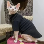 Un chat unique en t-shirt noir sur un griffoir coloré, curieux et élégant.