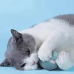 Chat mignon jouant avec une balle bleue sur un fond apaisant.