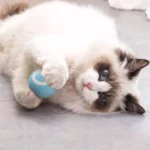 Un chat joueur interagit avec un jouet rond bleu et blanc sur une surface douce.