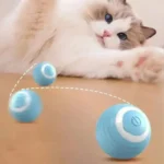 Un chat crème curieux joue avec des balles bleues sur un sol en bois.