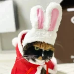 Chat joueur en costume festif avec cape rouge et oreilles de lapin.