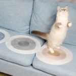 Chat curieux debout sur un canapé bleu, capturant un moment de jeu et de joie.