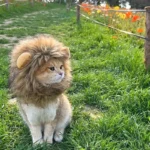 Un chat mignon coiffé en lion, jouant dans un champ de fleurs colorées.