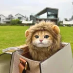 Chat déguisé en lion dans un sac beige sur un fond urbain verdoyant.