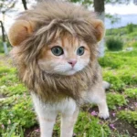 Chat déguisé en lion, jouant dans la nature avec des fleurs et de lherbe verte.