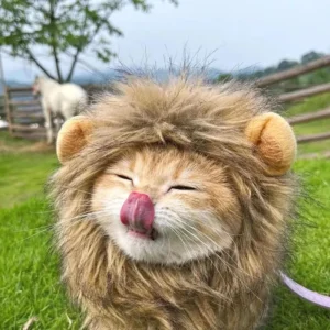 Un chat déguisé en lion joue joyeusement dans lherbe, avec un cheval en arrière-plan.