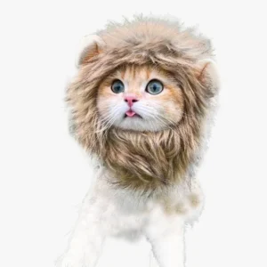 Un chat mignon avec une crinière de lion et des yeux bleus expressifs.