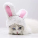 Chat mignon avec des oreilles de lapin et des yeux bleus adorables, ambiance ludique.