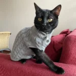 Chat noir dans un joli pull gris sur un canapé rouge, ambiance chaleureuse.