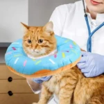 Chat orange avec collier donut bleu, chez le vétérinaire, moment tendre et amusant.