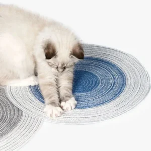 Chat fluffieux se reposant sur un tapis circulaire bleu et gris, ambiance cosy.