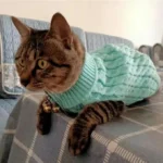 Un chat tabby en pull menthe, détendu et curieux, sur un coussin douillet.