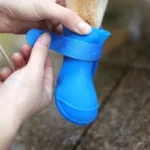 Chien avec chaussette bleue : protection et confort pour ses pattes en extérieur.