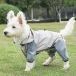 Chien mignon en manteau de pluie, prêt pour laventure dans un champ verdoyant.