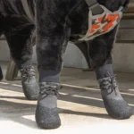 Chien adorable avec bottes stylées et harnais camouflage, prêt pour une promenade en extérieur.