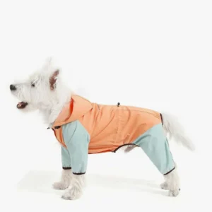 Chien joyeux en manteau de pluie orange et bleu, prêt à affronter le temps.